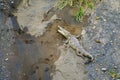 Crocodile eating in Tarcoles River in Costa Rica