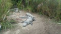 Crocodile in the everglades Florida City