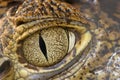 Crocodile eye Royalty Free Stock Photo