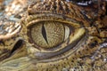 Crocodile eye Royalty Free Stock Photo