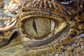 Crocodile eye Royalty Free Stock Photo