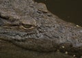 Crocodile Eye Royalty Free Stock Photo
