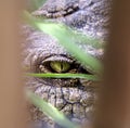 Crocodile eye Royalty Free Stock Photo