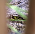 Crocodile eye Royalty Free Stock Photo