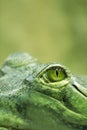 Crocodile eye Royalty Free Stock Photo