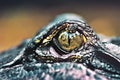 Crocodile eye Royalty Free Stock Photo