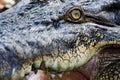 Crocodile eye Royalty Free Stock Photo