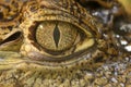 Crocodile eye