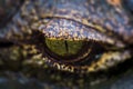 Crocodile eye (alligator) Royalty Free Stock Photo