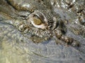 Crocodile eye closeup Royalty Free Stock Photo