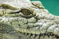 Crocodile eye. Eye of hunter fierce and formidable of crocodile