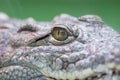 Crocodile eye. Eye of hunter fierce and formidable of crocodile