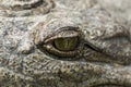 Crocodile eye in Crocodile Park, Uganda, Pearl of Africa