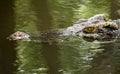 Crocodile eye Royalty Free Stock Photo