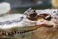 Crocodile eye and teeth close up Royalty Free Stock Photo