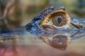 Crocodile eye up closeup. Macro scene of crocodile eye. Crocodile eye Royalty Free Stock Photo