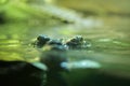 Crocodile eyes in the deep water. Royalty Free Stock Photo