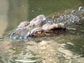 Crocodile Eyes Detail Royalty Free Stock Photo