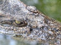 Crocodile Eyes Detail Royalty Free Stock Photo