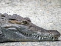 Crocodile with eyes wide open Royalty Free Stock Photo