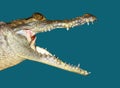 Crocodile face portrait macro detail