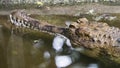 Crocodile - False Gharial