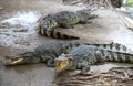 Crocodile Farm Royalty Free Stock Photo