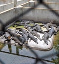 Crocodile Farm Royalty Free Stock Photo