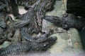 Cambodian Crocodile Farm