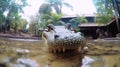 crocodile farm. close-up of a crocodile