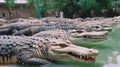 crocodile farm. close-up of a crocodile