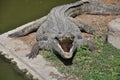 Crocodile Royalty Free Stock Photo