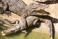 Crocodile farm in Phuket, Thailand. Dangerous alligator