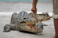 Crocodile feeding Royalty Free Stock Photo