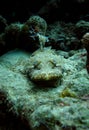 Crocodile fish