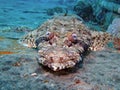 Crocodile Fish