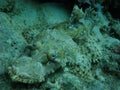 Crocodile fish