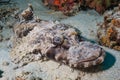 Crocodile fish at Cauldron, Komodo Royalty Free Stock Photo