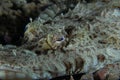 Crocodile fish eye Royalty Free Stock Photo