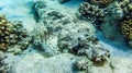 Crocodile fish laying on the ground, Egypt, Marsa Alam Royalty Free Stock Photo