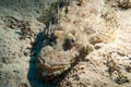 Crocodile fish lying on a coral reef