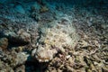 Crocodile fish lying on a coral reef Royalty Free Stock Photo