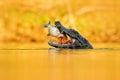 Crocodile with fish in with open muzzle with big teeth, Pantanal, Brazil. Detail portrait of danger reptile. Yacare Caiman, with p