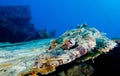 Crocodile fish. Red sea