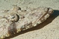 Crocodile-fish on sand
