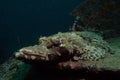 Crocodile fish Royalty Free Stock Photo