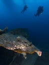 Crocodile Fish at the SS Thistlegorm Shipwreck Royalty Free Stock Photo