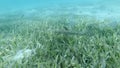 Crocodile fish swims over seabed and hiding in the green sea grass. Crocodile fish or tentacled flathead Papilloculiceps longiceps