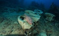 Crocodile Fish Use Wc In Yolanda Reef