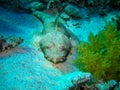 Crocodile fish Royalty Free Stock Photo